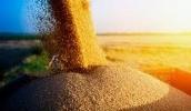 Аналитики повысили прогноз экспорта пшеницы из Украины в 2021/22 МГ